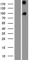 PCDHA13 Protein (Over-Expression Lysate Myc-DDK (Flag))