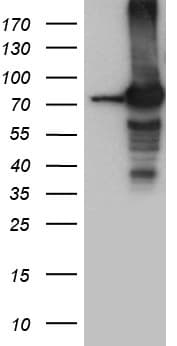 SEC23B Antibody (aa392-641, clone OTI8F3)