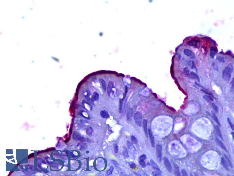 IHC-plus™ CD66a / CEACAM1 Antibody (clone 2F6)