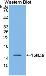 IL4 Antibody (aa26-147)