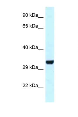 HEY1 Antibody (aa180-229)