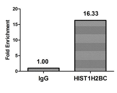HIST1H2BN Antibody