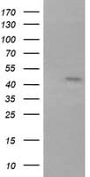 RNF39 Antibody (clone OTI5F5)