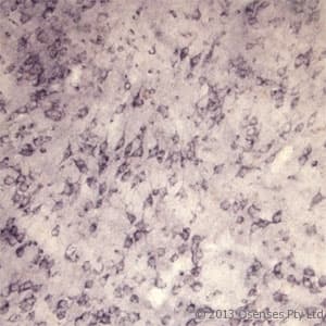 Polyclonal Rabbit anti-Rat SORT1 / Sortilin Antibody (N-Terminus, IHC, WB)