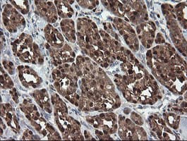 SDSL / Serine Dehydratase-Like Antibody (clone OTI1A8)