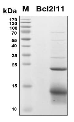 Mouse BCL2L11 / BIM Protein (Recombinant 6His, N-terminus)