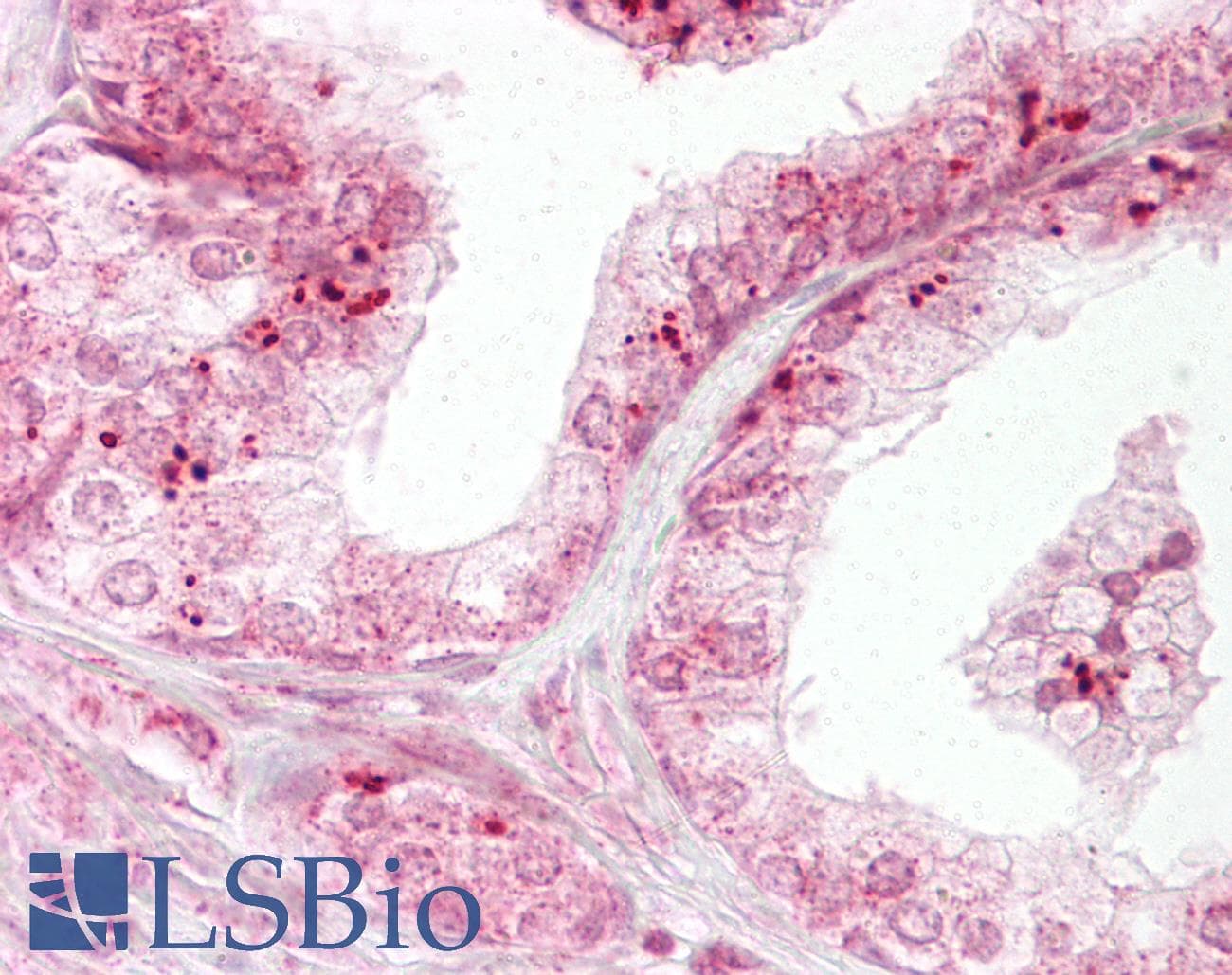 IHC-plus™ Polyclonal Rabbit anti-Human DIABLO / SMAC Antibody (aa199-212, IHC, WB)