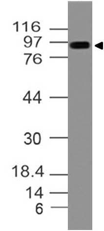 Polyclonal Rabbit anti-Mouse TLR4 Antibody (WB)