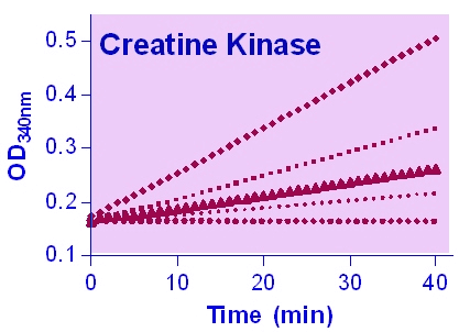 Creatine Kinase (CK) Assay Kit (Colorimetric)