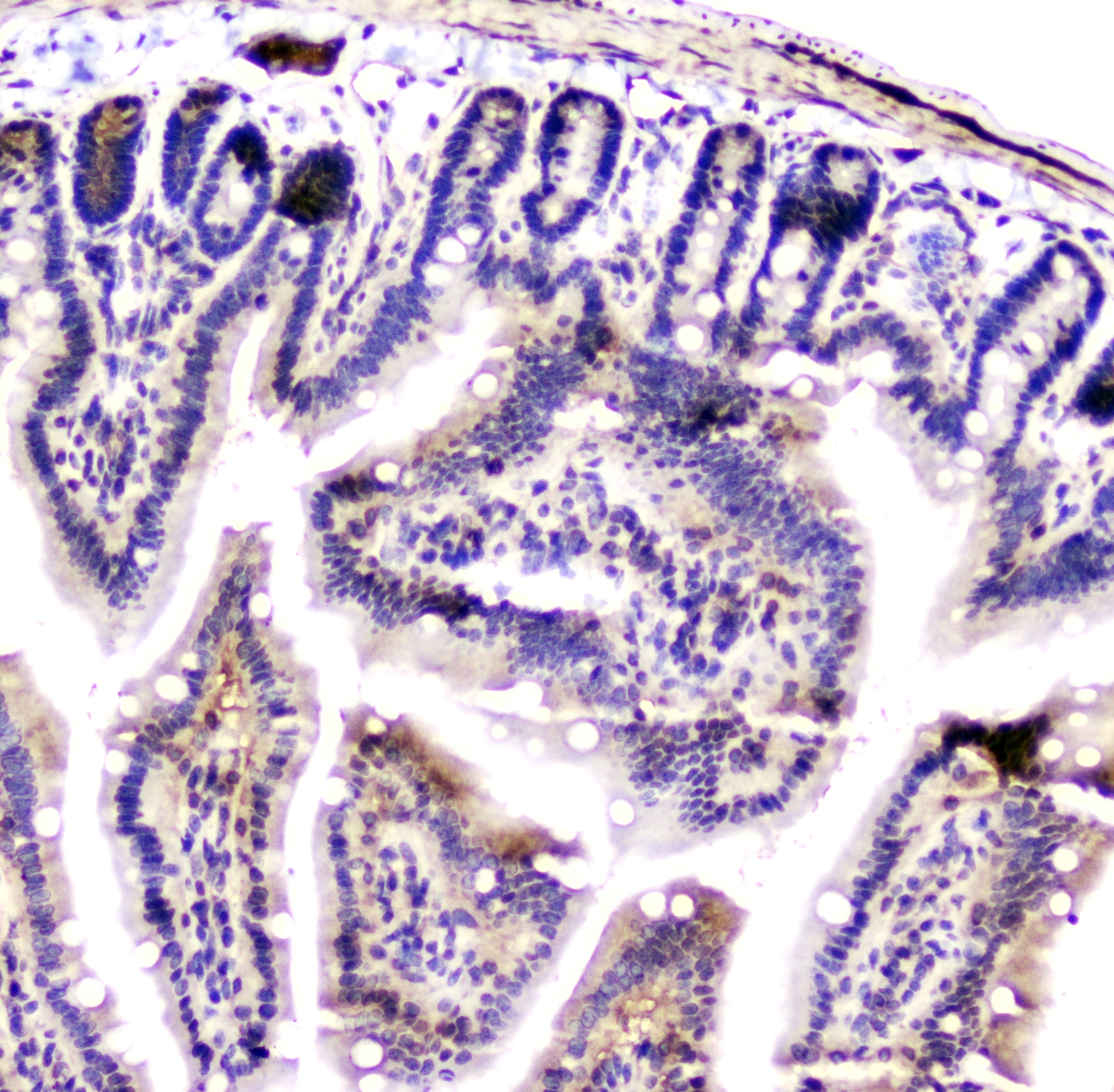 Polyclonal Rabbit anti-Human YWHAZ / 14-3-3 Zeta Antibody (IHC, WB)