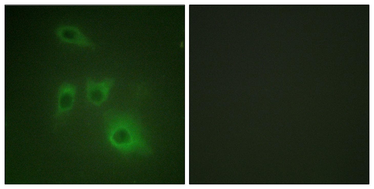 HSP90AB1 / HSP90 Alpha B1 Antibody (p226)