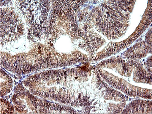 EMC8 / COX4NB Antibody (clone OTI2A4)