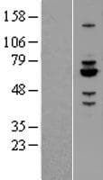 RABGEF1 Protein (Over-Expression Lysate Myc-DDK (Flag))