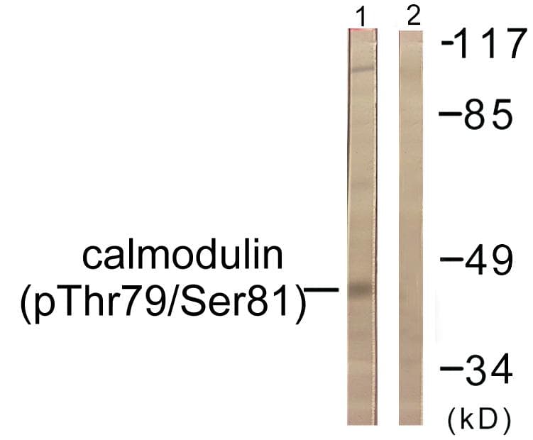 CALM1 / Calmodulin Antibody (phospho-Thr79+Ser81)