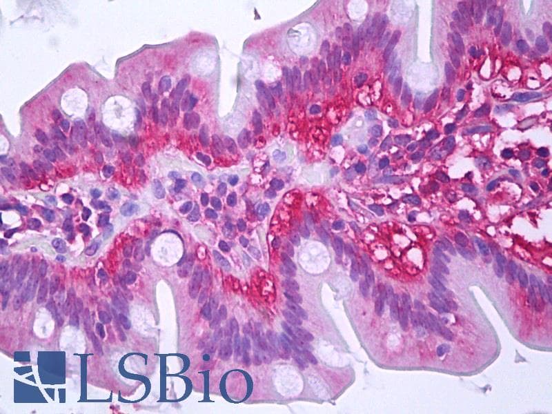 IHC-plus™ TXN / Thioredoxin / TRX Antibody