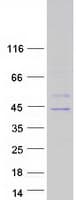 Human GNAT3 / Gustducin Protein (Recombinant Myc-DDK (Flag))