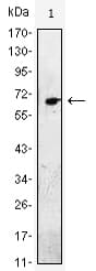 EGF Antibody (clone 4E+11)