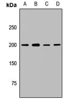 UBE2O Antibody