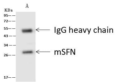SFN / Stratifin / 14-3-3 Sigma Antibody (Preservative Free)