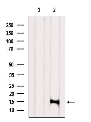 Polyclonal Rabbit anti-Human MANF / ARMET Antibody (WB)