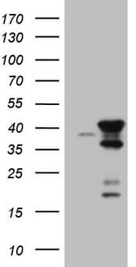 CIAPIN1 / Anamorsin Antibody (aa97-312, clone OTI2F1)