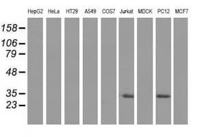 Monoclonal Mouse anti-Human SLIM / FHL1 Antibody (clone OTI3G7, IF, WB)