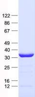 Human PPA2 Protein (Recombinant His, N-Terminal)