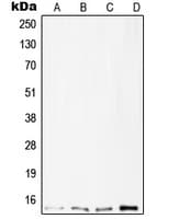 TNFRSF25 / DR3 Antibody (Internal)