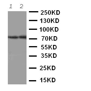Polyclonal Rabbit anti-Human ABCG4 Antibody (aa327-341, WB)