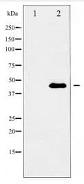 ACTB / Beta Actin Antibody