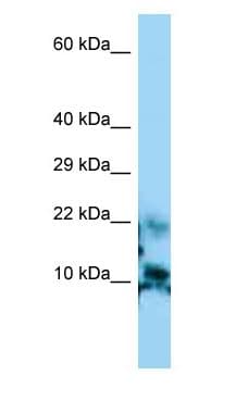 CGA / hCG Alpha Antibody (aa21-70)