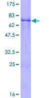 Human ZNF134 Protein (Recombinant GST)