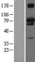 Human C10orf2 / PEO1 Protein (Over-Expression Lysate Myc-DDK (Flag))