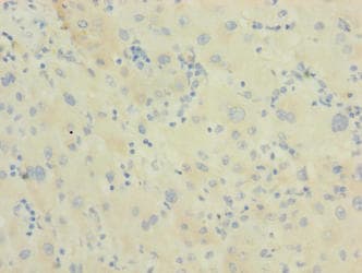 DNAJB14 Antibody