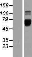 LILRB3 Protein (Over-Expression Lysate Myc-DDK (Flag))