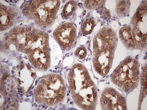 WDR61 Antibody (aa92-305, clone OTI2H10)