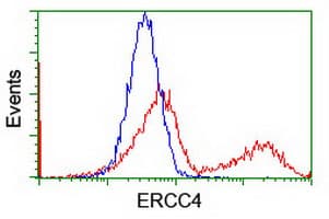 ERCC4 / XPF Antibody (clone OTI4E11)
