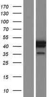 MORF4L1 / MRG15 Protein (Over-Expression Lysate Myc-DDK (Flag))
