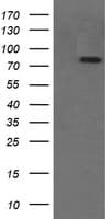 PECAM-1 / CD31 Antibody (clone OTI2C3)