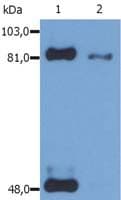 STAT1 Antibody (Ser727, clone PSM1)