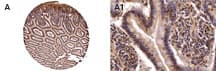 NOD2 / CARD15 Antibody (aa582-600)