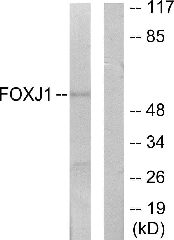 HFH-4 / FOXJ1 Antibody