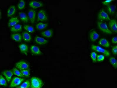 EMB/ Embigin Antibody