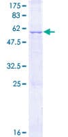 Human SPSB4 Protein (Recombinant GST)