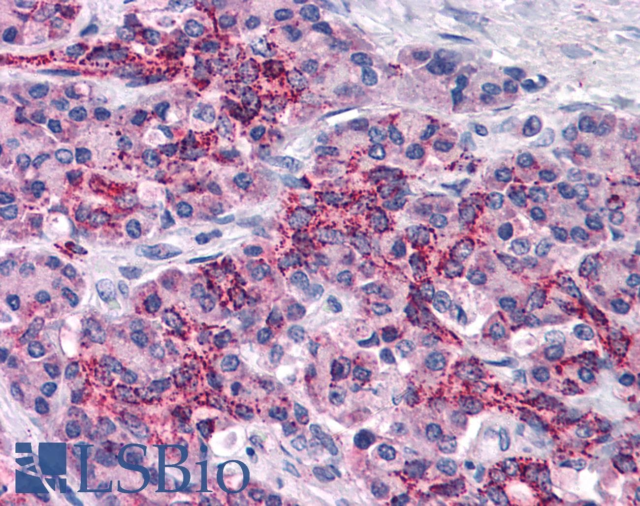 IHC-plus™ XIAP Antibody