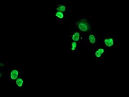 HOXC11 Antibody (aa1-304, clone OTI3E10, Carrier-free)