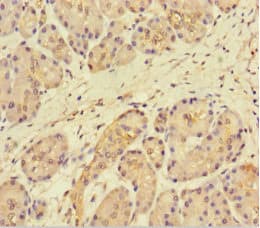 FAM117B / ALS2CR13 Antibody