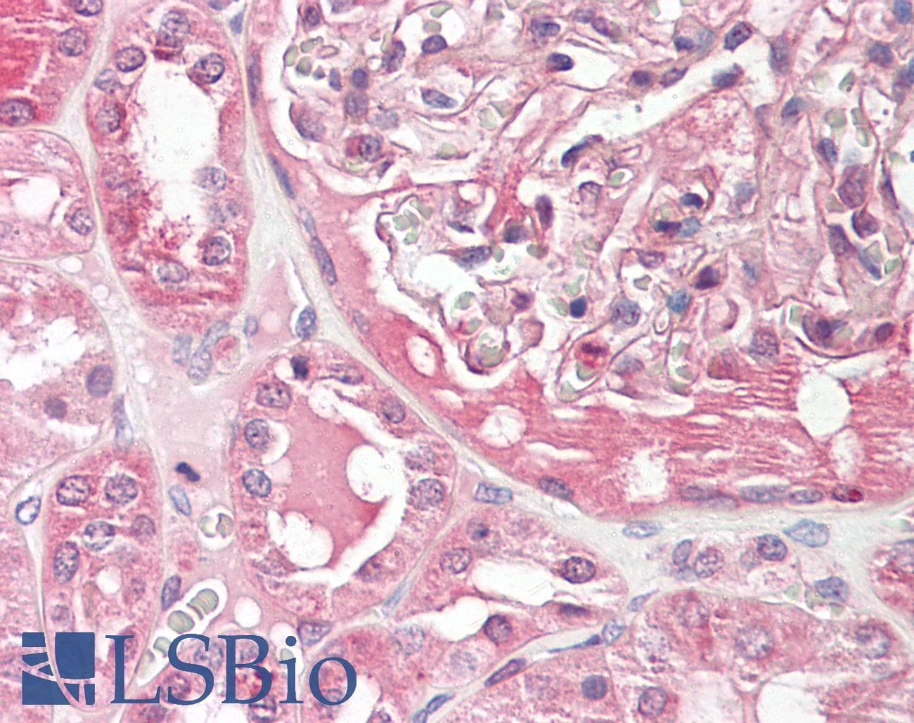 BCAM / CD239 Antibody (aa459-508)