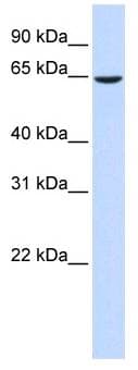 EHD4 Antibody (aa396-445)