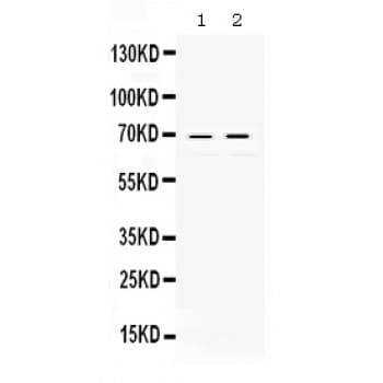 REL / C-Rel Antibody (aa268-306)
